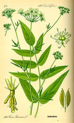 شقاقل جویباری